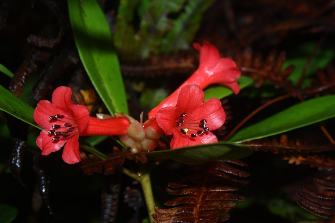 Two new species of Rhododendron of subgenus Vireya (Ericaceae) from Sulawesi, Indonesia