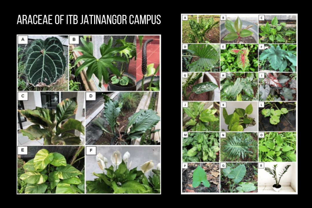 The Araceae of ITB Jatinangor campus, Sumedang, Jawa Barat
