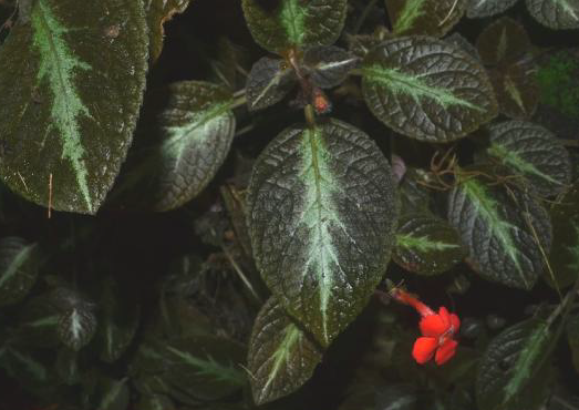Episcia cupreata (Hook.) Hanst. (Gesneriaceae): Rekaman Baru Tumbuhan Ternaturalisasi di Sumatra