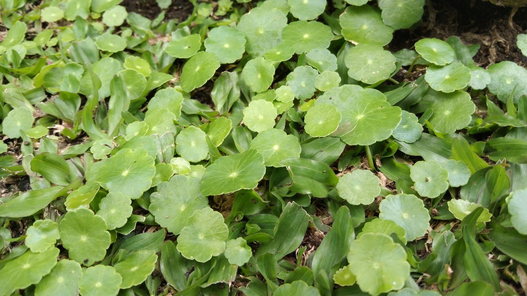 Five Newly Recorded Alien Species of Hydrocotyle Tourn. ex L. (Araliaceae) in Java, Indonesia