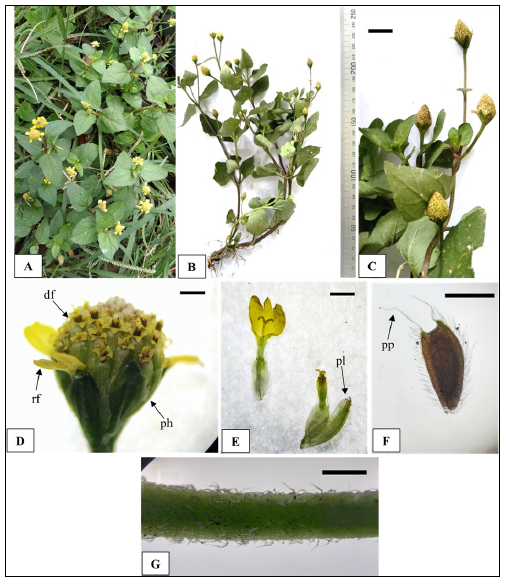 First Record of Naturalized Acmella Brachyglossa and Acmella Radicans (Asteraceae: Heliantheae) In Java, Indonesia