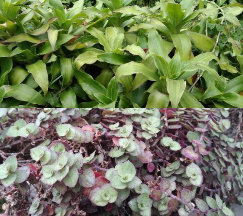 Marga Callisia Loefl. (Commelinaceae): tambahan untuk flora Jawa