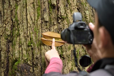 Telusur Vegetasi: Eksplorasi Tetumbuhan di Kawasan Calon Kebun Raya Bundayati