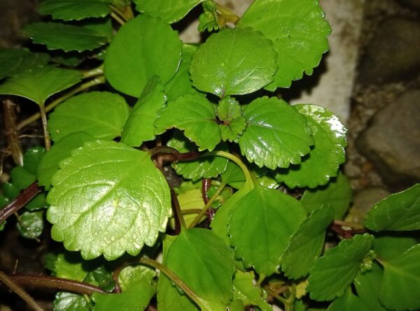 Study on the Genus Plectranthus (Lamiaceae) in Java P. verticillatus, a captivating new alien species