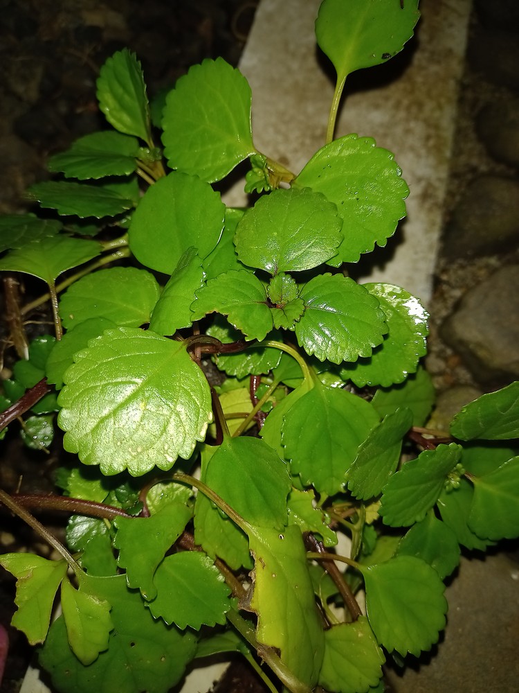 Study on the Genus Plectranthus (Lamiaceae) in Java P. verticillatus, a captivating new alien species