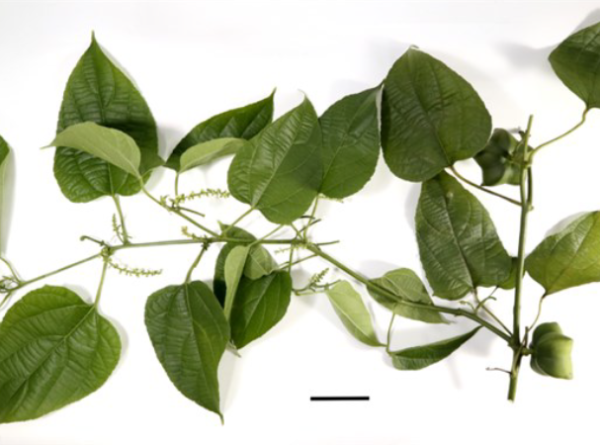 Plukenetia volubilis L.: A New Record of a Cultivated Alien Species in Java