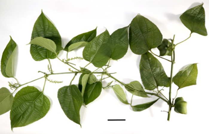 Plukenetia volubilis L.: A New Record of a Cultivated Alien Species in Java