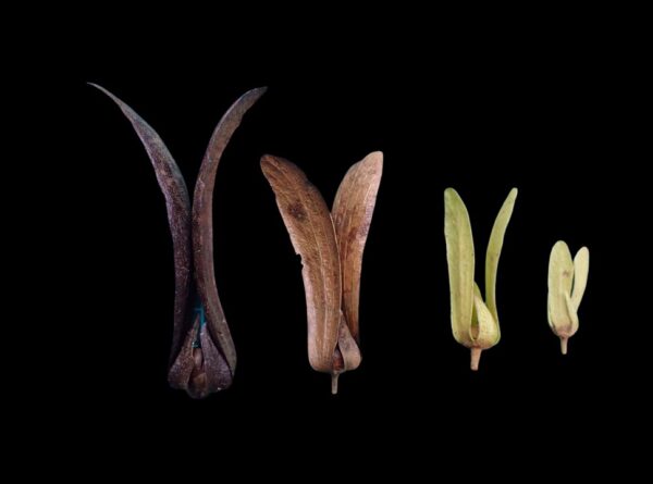 Population status and conservation of the threatened and endemic tree Vatica javanica subsp. javanica (Dipterocarpaceae)