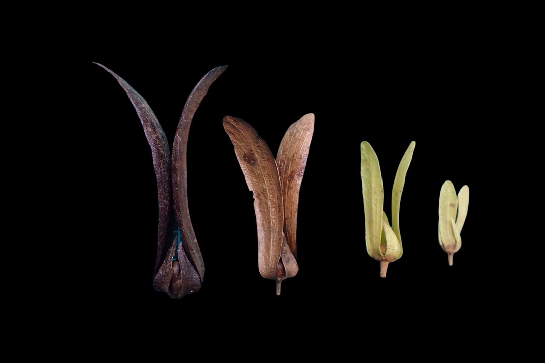 Population status and conservation of the threatened and endemic tree Vatica javanica subsp. javanica (Dipterocarpaceae)