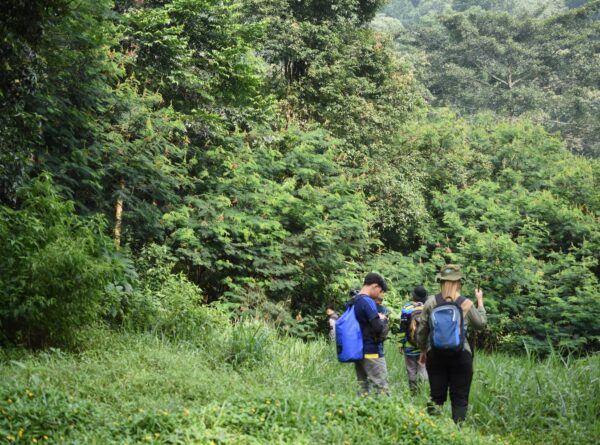 Telaah Jenis Asing Invasif di sekitar Bumi Perkemahan Sukamantri, Taman Nasional Gunung Halimun Salak