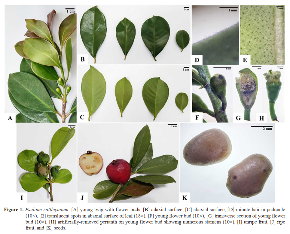 Notes on the Genus Psidium L. (Myrtaceae) in Java, Indonesia