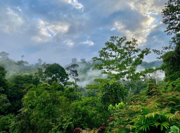 Menelusuri Heart of Borneo: Memantau Dinamika Ekologi di Hutan Kehje Sewen, Kalimantan Timur