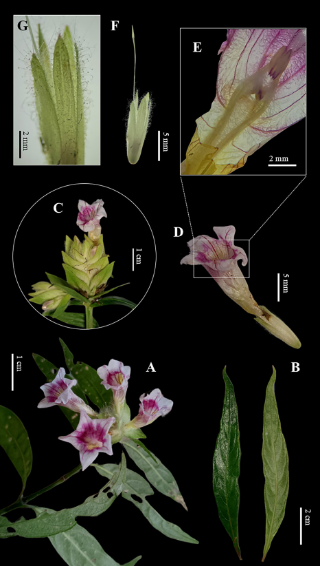The unexpected naturalization of Strobilanthes schomburgkii (Craib) J.R.I.Wood (Acanthaceae) in Java, Indonesia