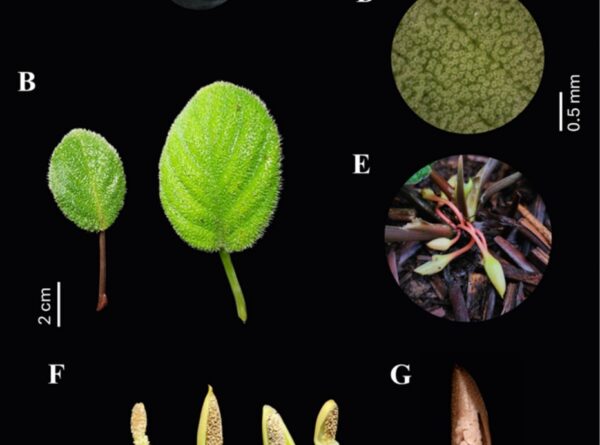 A new densely-haired aroid species of Homalomena (Araceae) from North Sumatra, Indonesia
