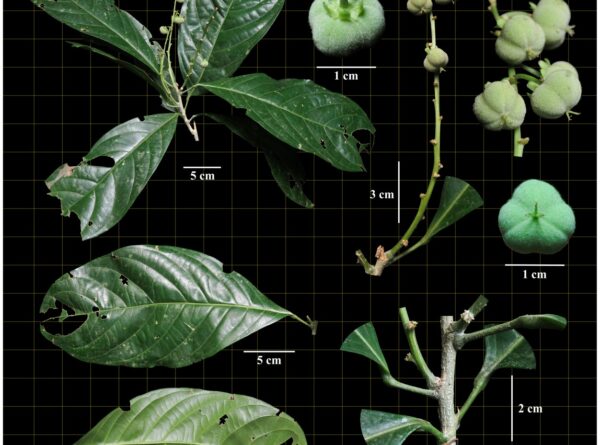 Euphorbiaceae—(Dicoelia sumatrana Welzen)