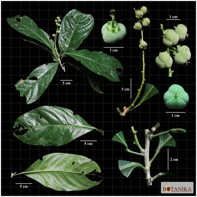 Euphorbiaceae—(Dicoelia sumatrana Welzen)