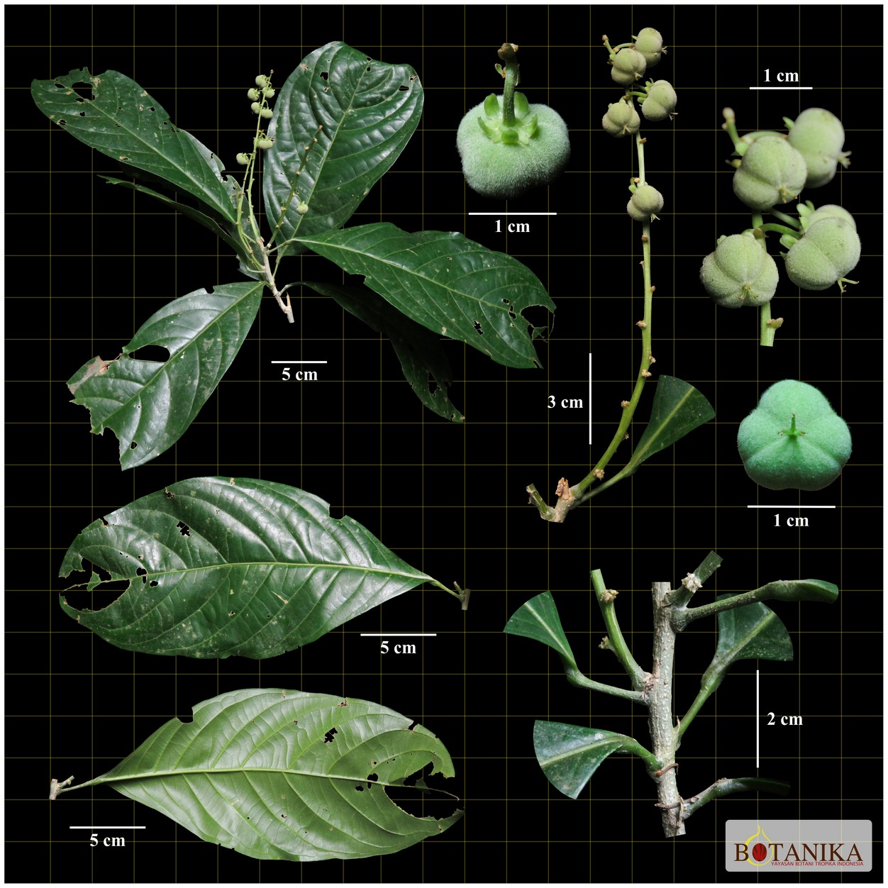 Euphorbiaceae—(Dicoelia sumatrana Welzen)