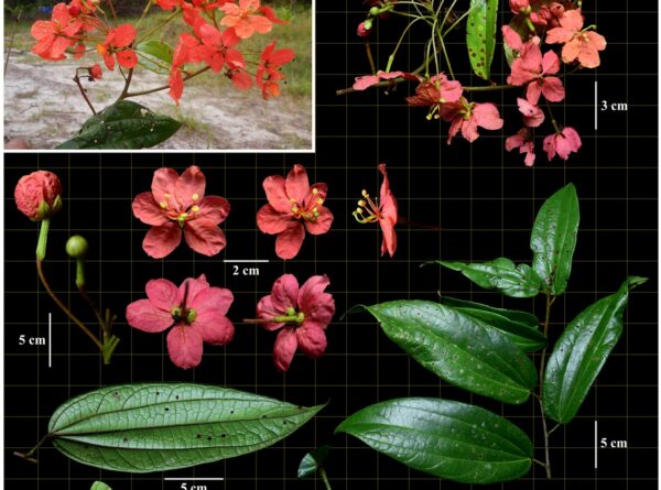 Fabaceae—(Phanera kockiana var. bakoensis (K.Larsen & S.S.Larsen) Bandyop., Ghoshal & M.K.Pathak)