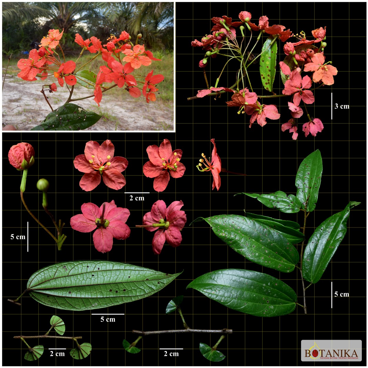 Fabaceae—(Phanera kockiana var. bakoensis (K.Larsen & S.S.Larsen) Bandyop., Ghoshal & M.K.Pathak)