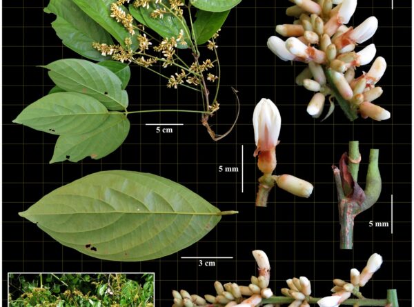 Fabaceae—(Spatholobus maingayi Prain)