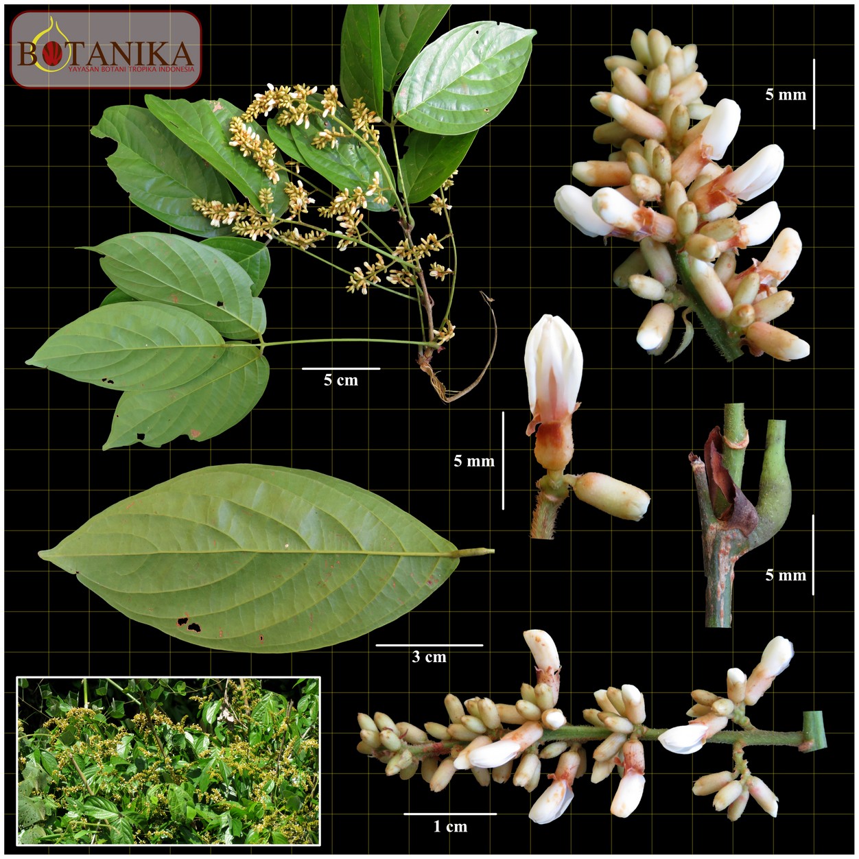 Fabaceae—(Spatholobus maingayi Prain)