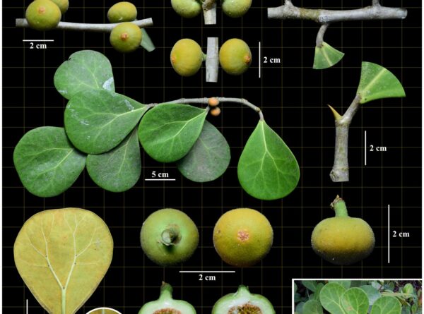 Moraceae—(Ficus deltoidea subsp. deltoidea var. kunstleri (King) Corner)