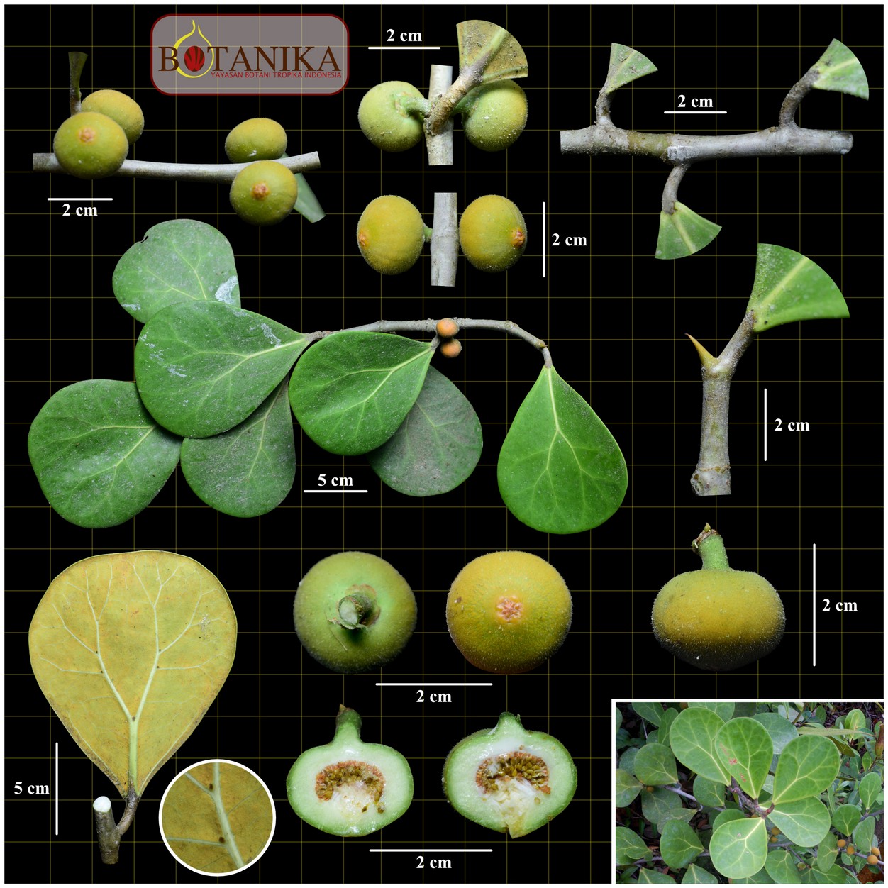 Moraceae—(Ficus deltoidea subsp. deltoidea var. kunstleri (King) Corner)