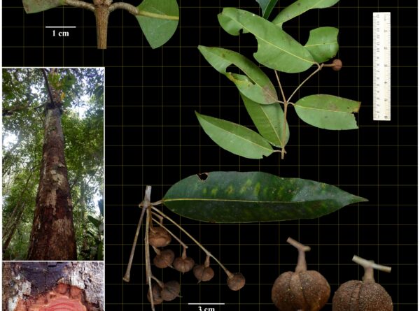 Calophyllaceae—(Kayea coriacea (P.F.Stevens) P.F.Stevens)