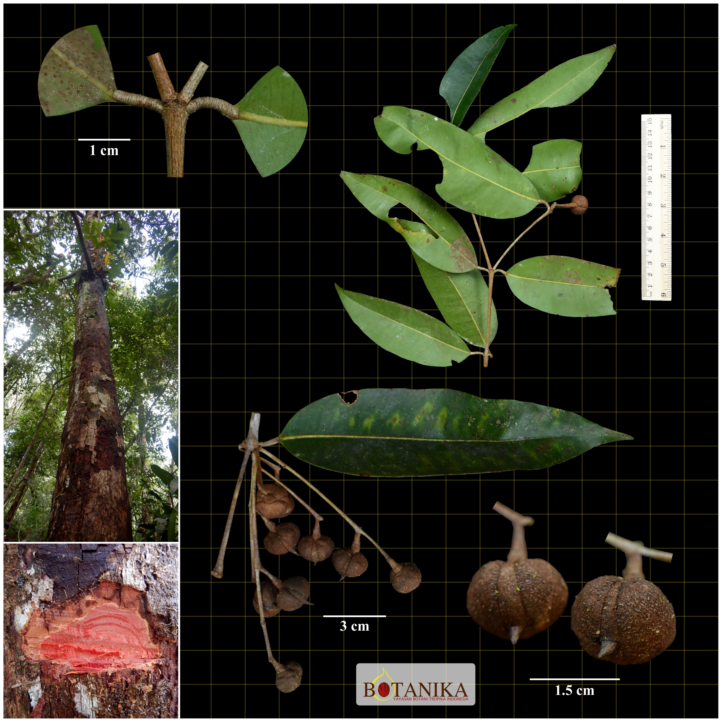 Calophyllaceae—(Kayea coriacea (P.F.Stevens) P.F.Stevens)