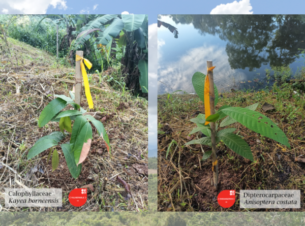 Menanam yang Seharusnya Tumbuh: Tentang Pentingnya Jenis Asli dalam Lanskap yang Dipulihkan