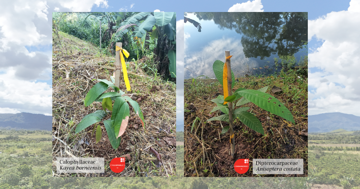 Menanam yang Seharusnya Tumbuh: Tentang Pentingnya Jenis Asli dalam Lanskap yang Dipulihkan